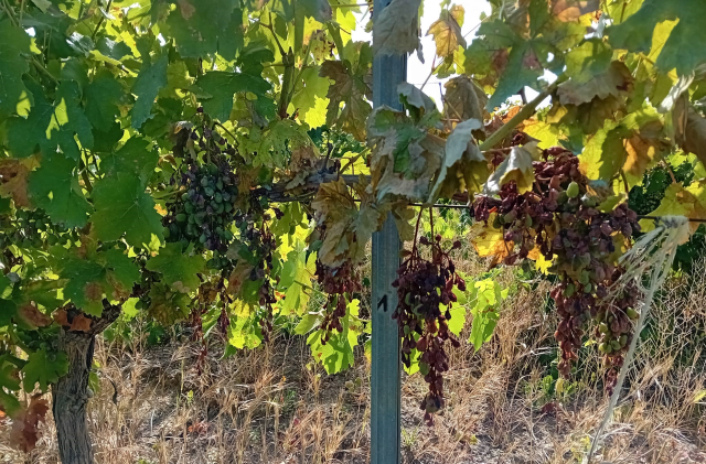 Crisi viticoltura, il Comune di Salemi chiede lo stato di calamita'
